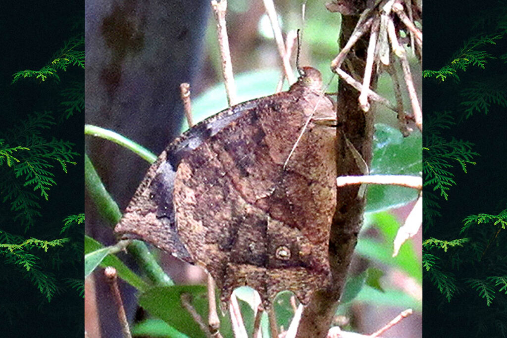 Taygetis ypthima