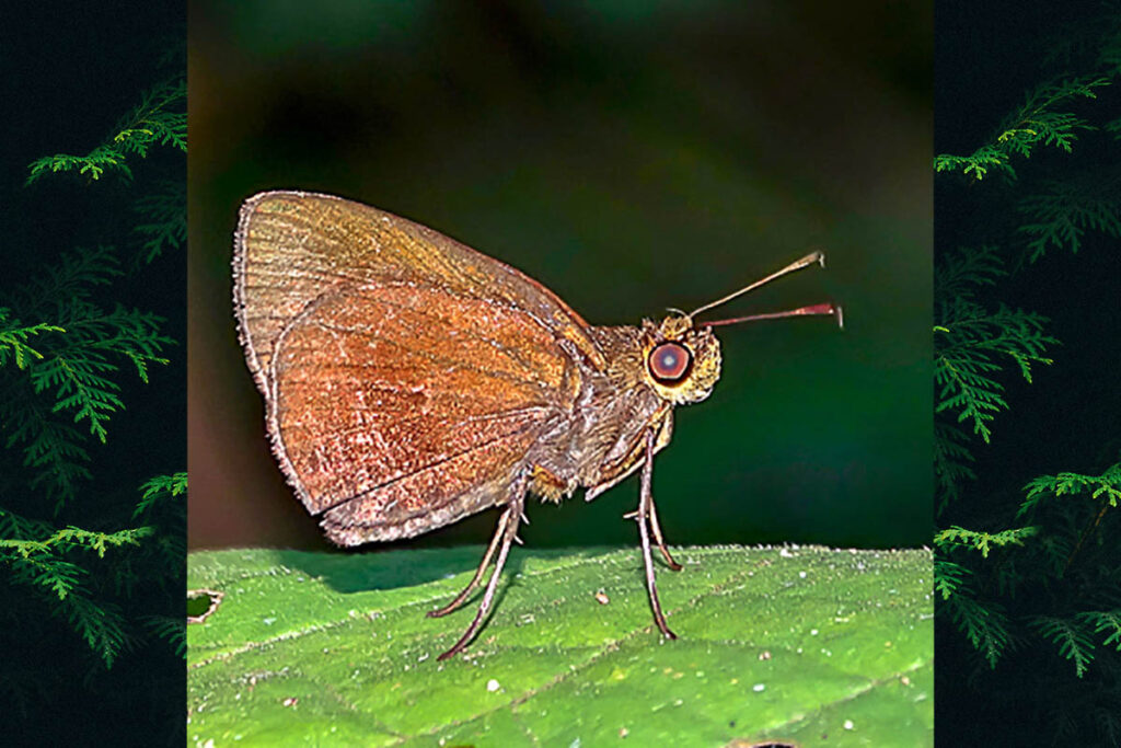 Thargella caura occulta