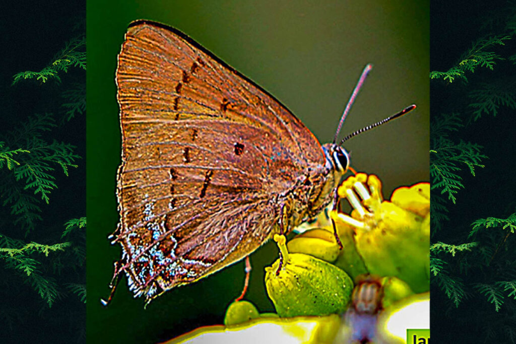 Thepytus thyrea