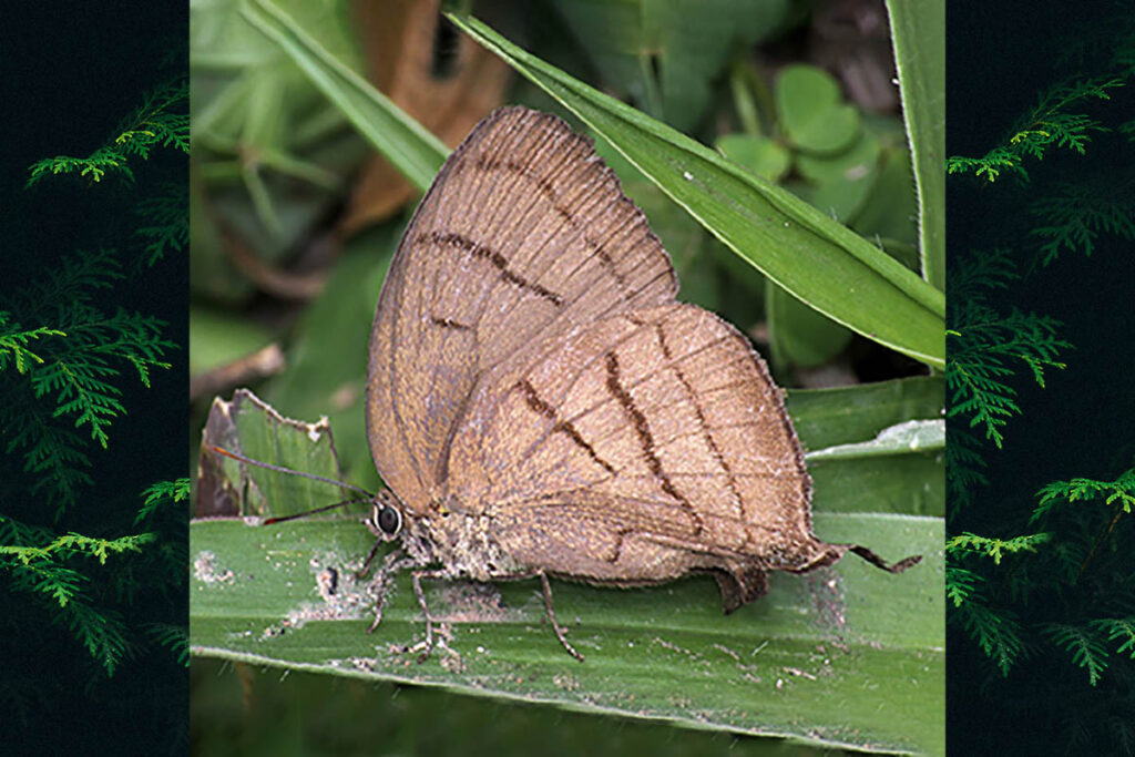 Theritas triquetra
