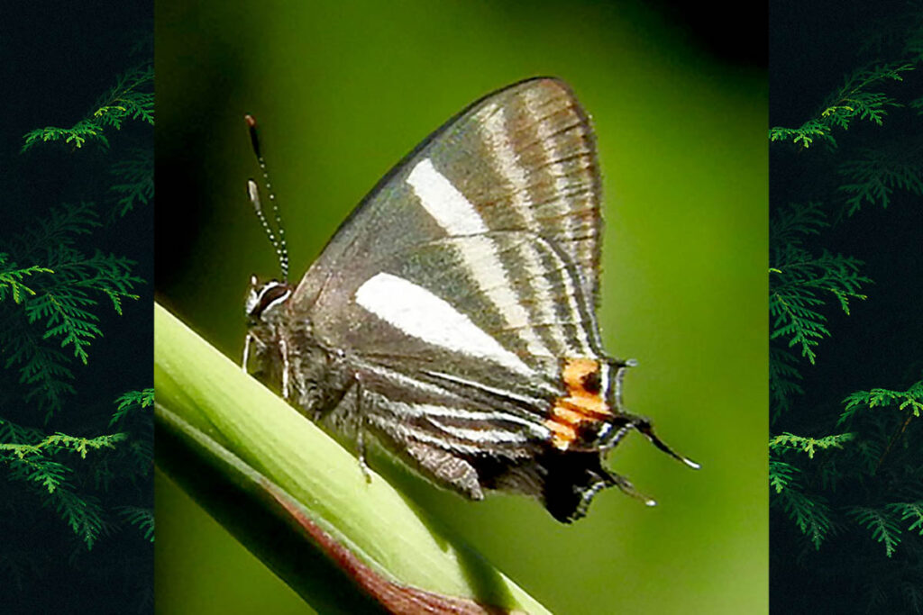 Thestius azaria