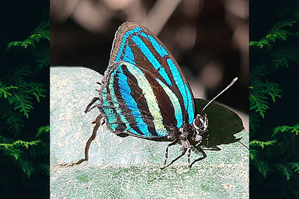 Thestius pholeus
