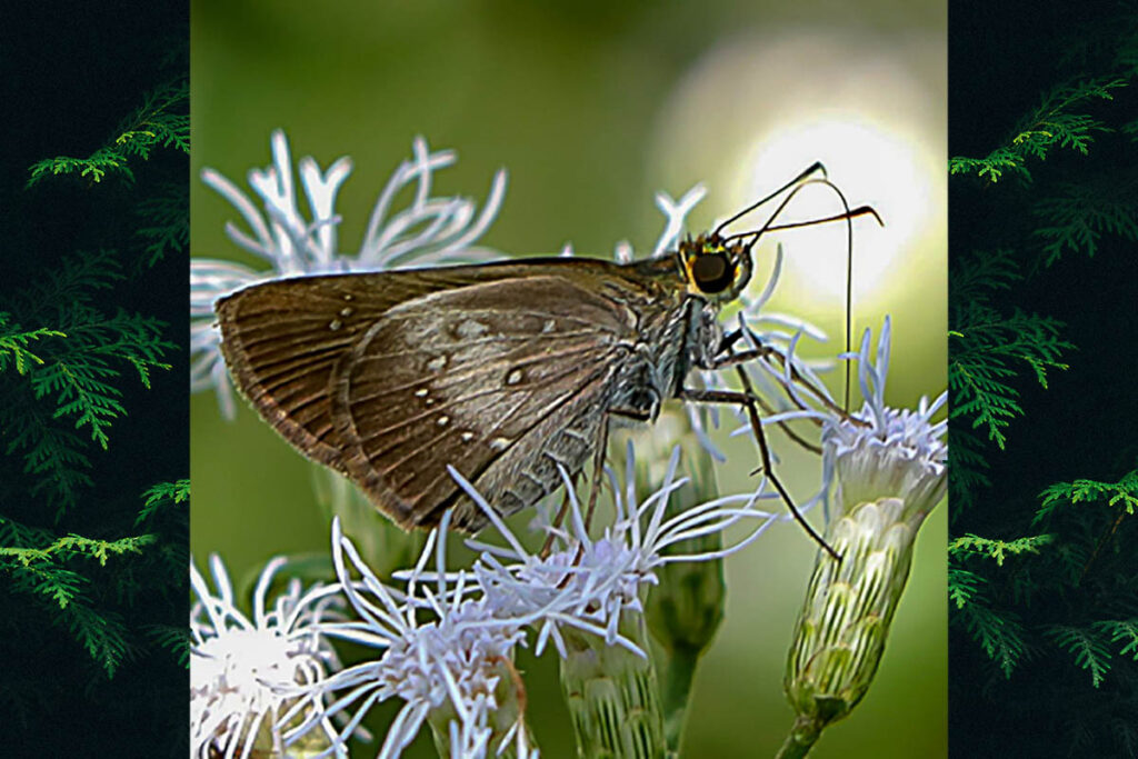 Tigasis garima massarus