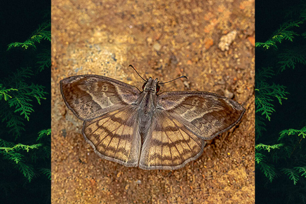 Timochares trifasciata trifasciata