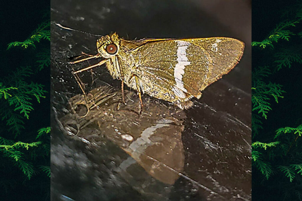 Tirynthia conflua