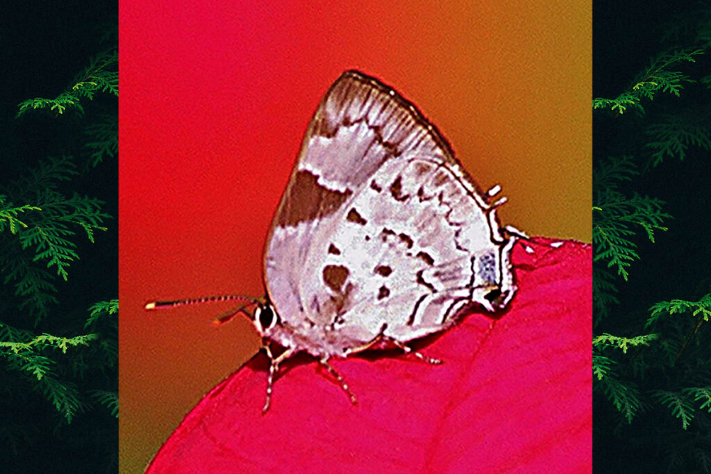 Tmolus cydrara