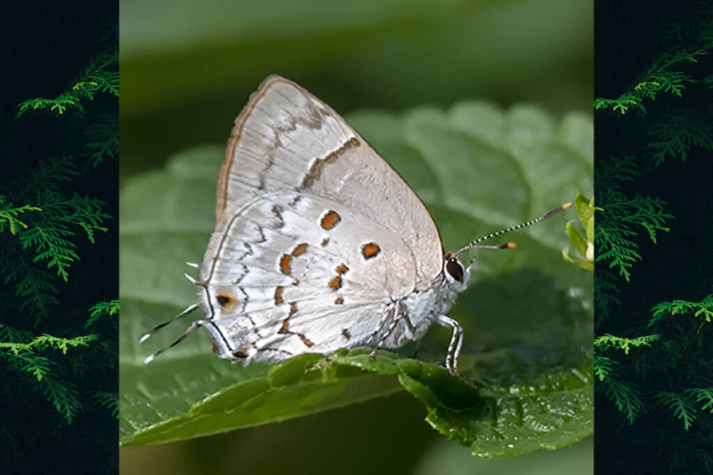 Tmolus echion 4