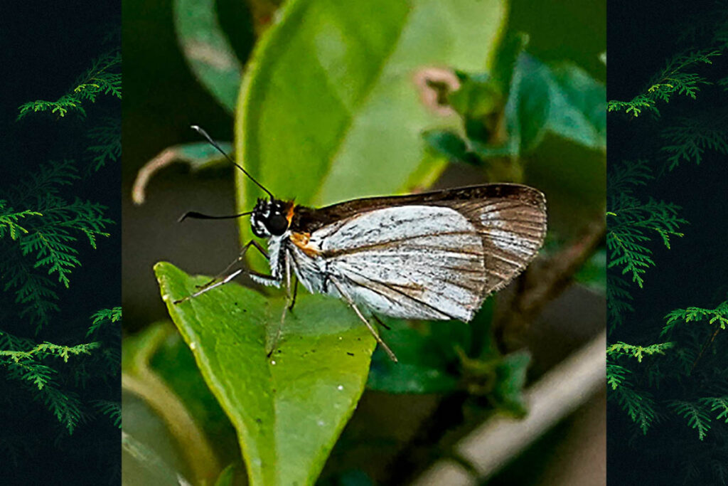 Troyus diversa diversa
