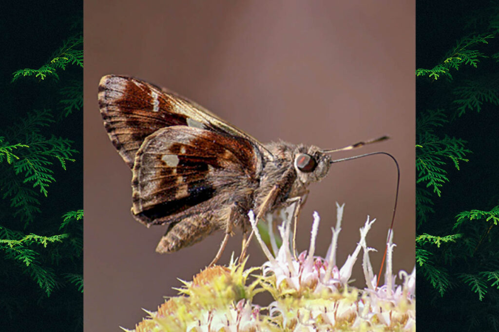 Vacerra bonfilius