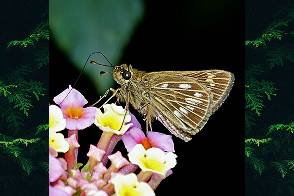 Vehilius celeus vetus