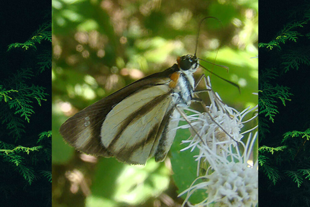 Vettius phylus phylus