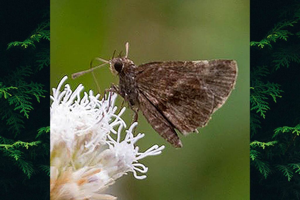 Vidius vidius
