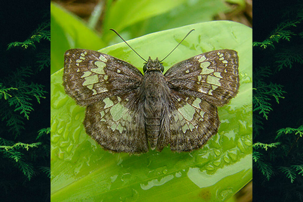 Xenophanes tryxus
