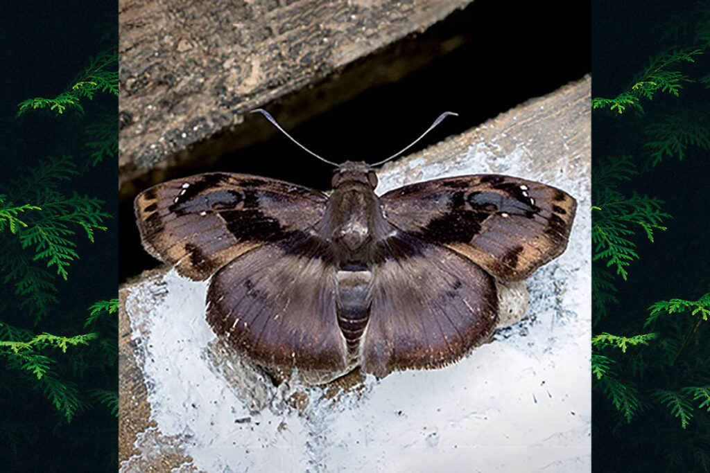 Zera tetrastigma tetrastigma