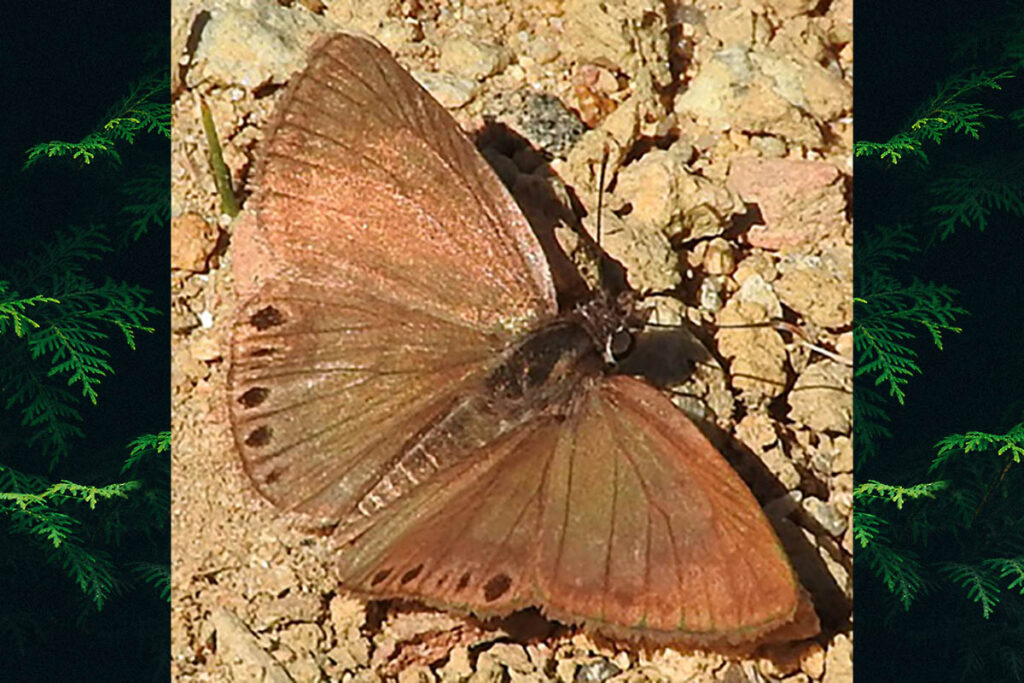 Zopyrion satyrus satyrus