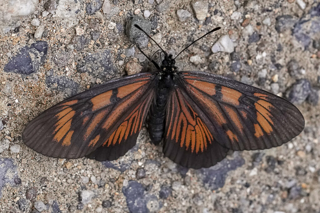 Actinote pellenea pellenea