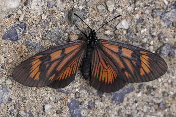 Actinote pellenea pellenea