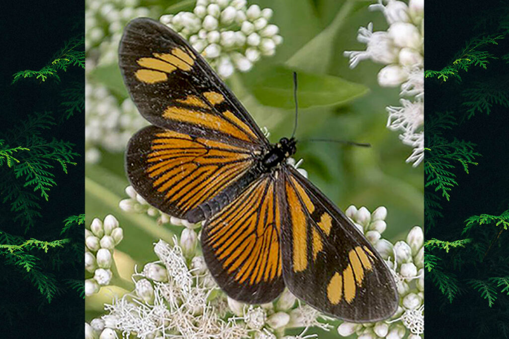Actinote thalia pyrrha