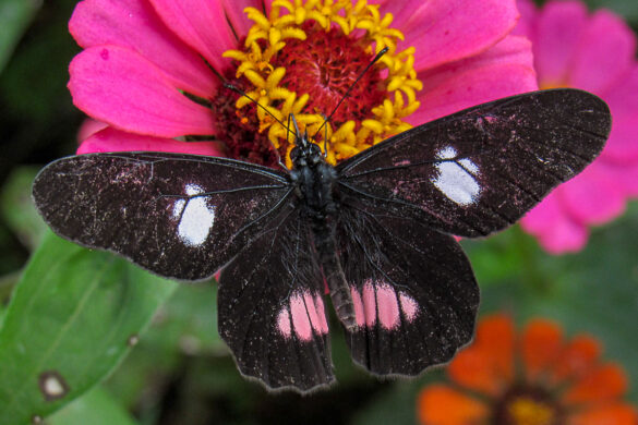 Archonias brassolis tereas