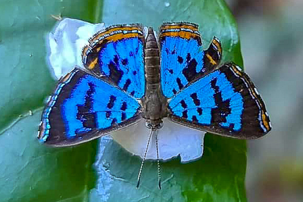 Argyrogrammana venilia