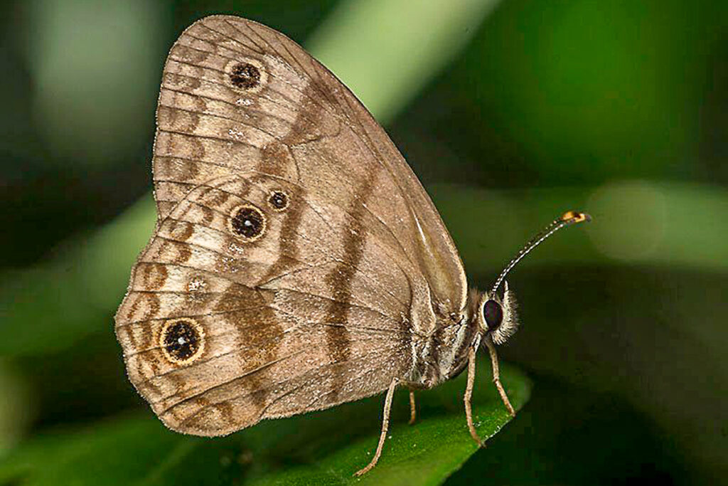 Atlanteuptychia ernestina