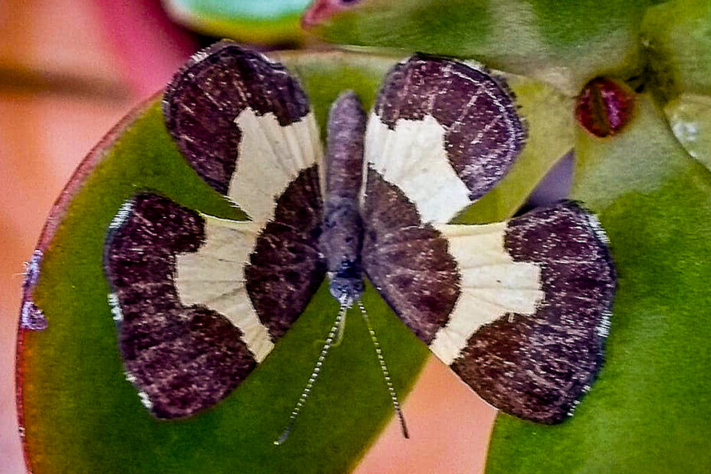 Baeotis johannae johannae