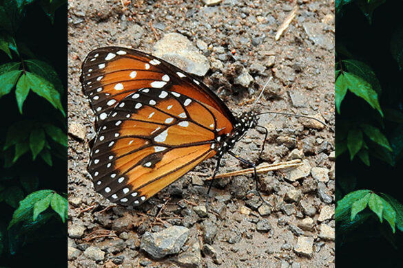 Danaus eresimus plexaure