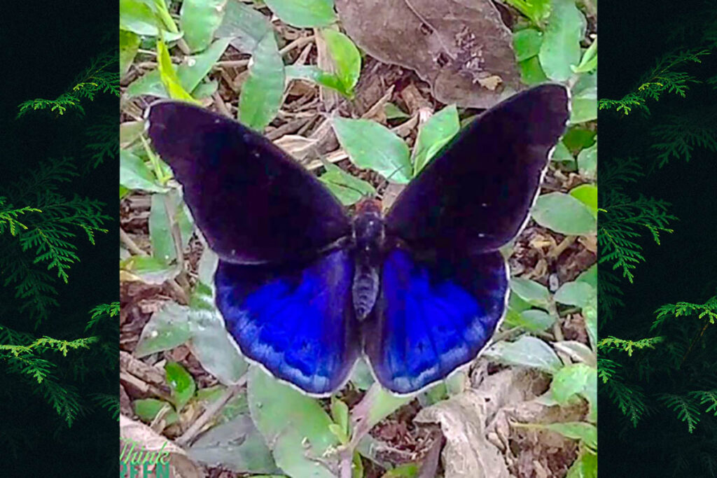Eunica volumna volumna