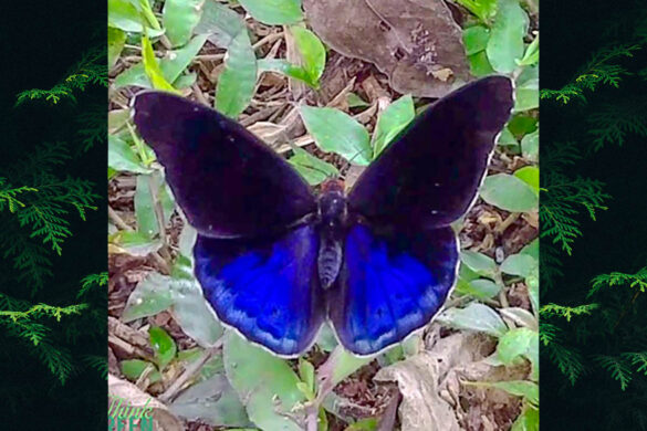 Eunica volumna volumna