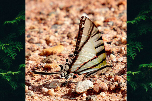 Eurytides molops megalurus