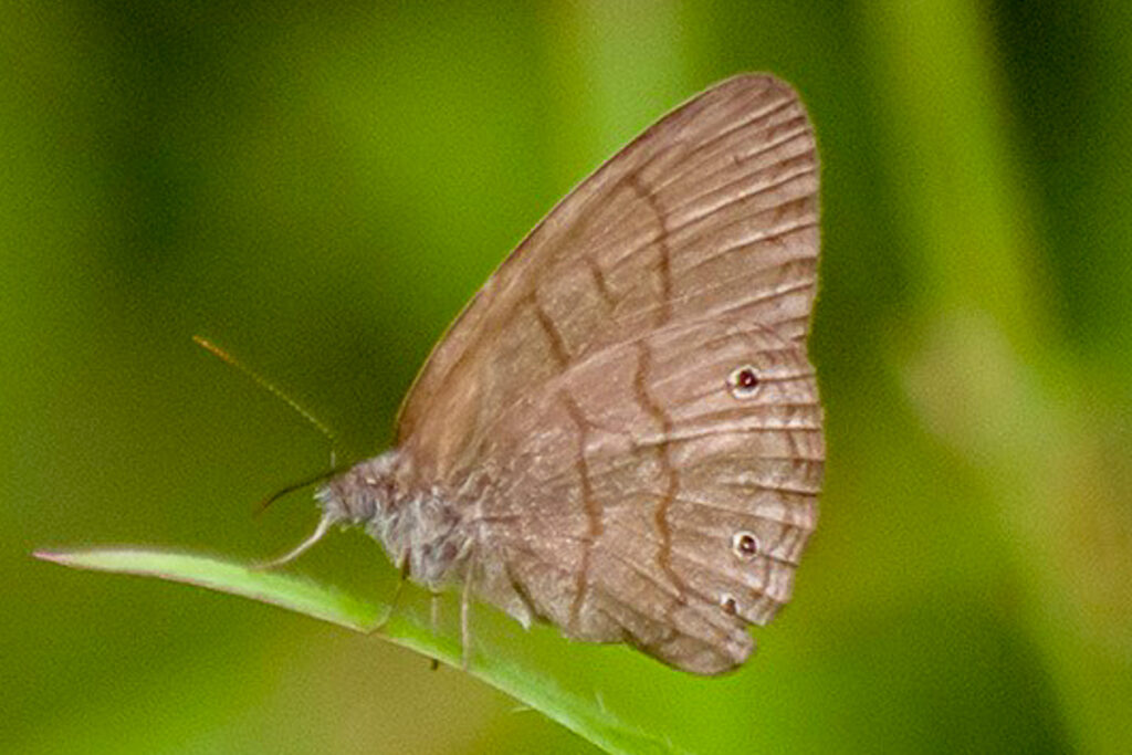 Hermeuptychia fallax marinha