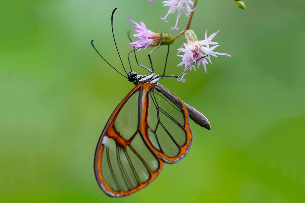 Heterosais edessa
