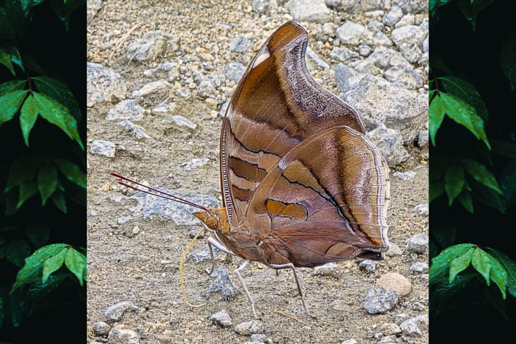 Historis odius dious