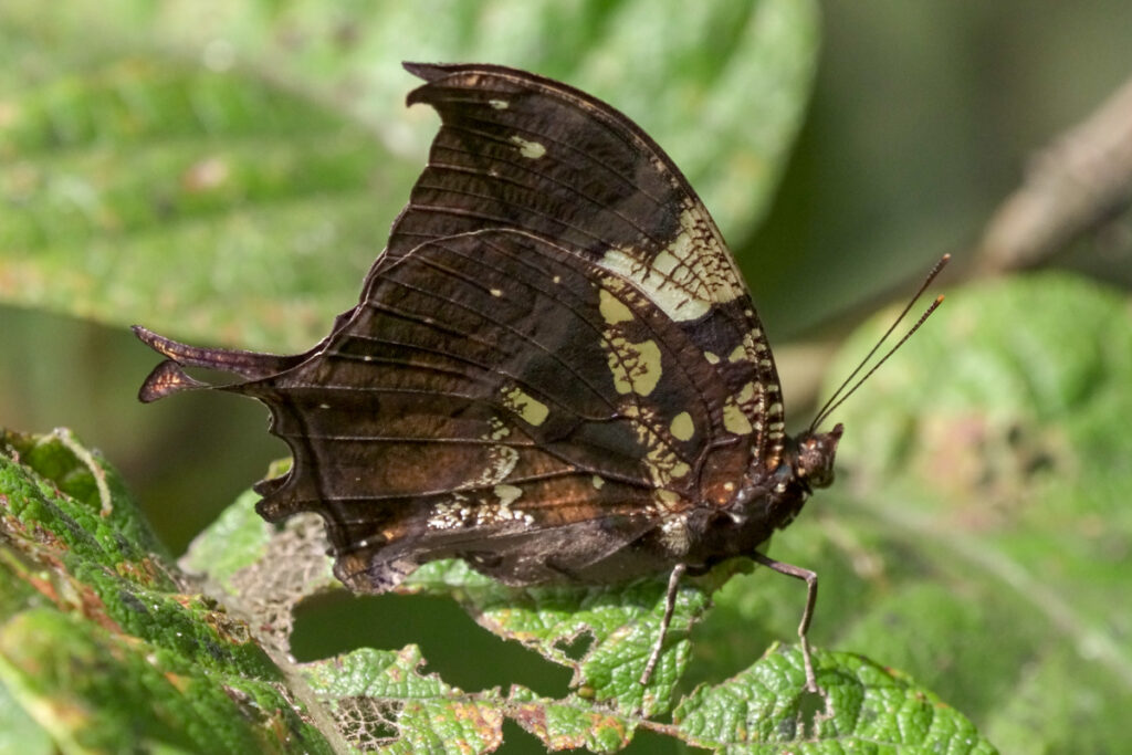 Hypna clytemnestra huebneri