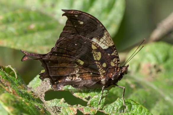Hypna clytemnestra huebneri