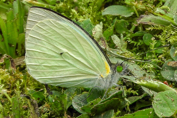 Leptophobia aripa balidia