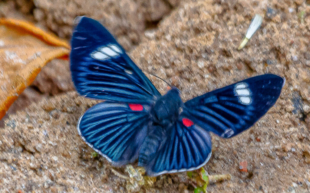 Lyropteryx melaniae