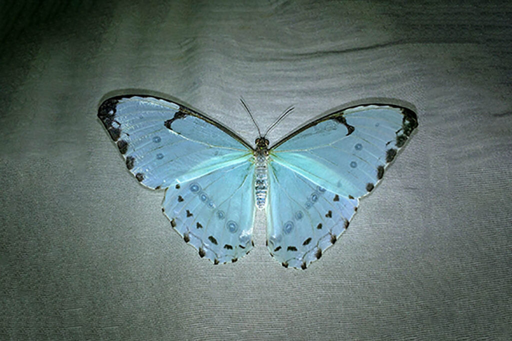 Morpho epistrophus catenaria