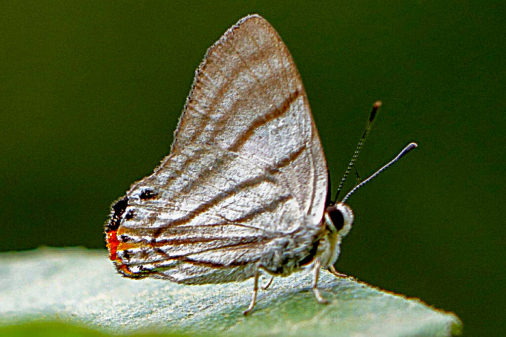Pelolasia fervida fervidina