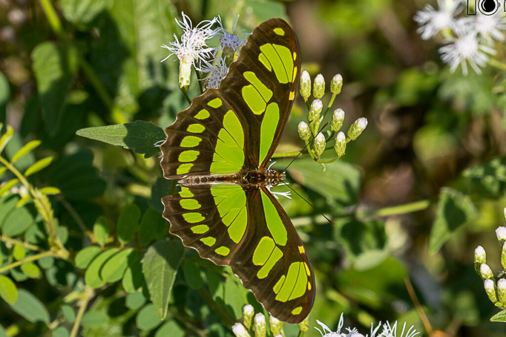 Philaethria wernickei