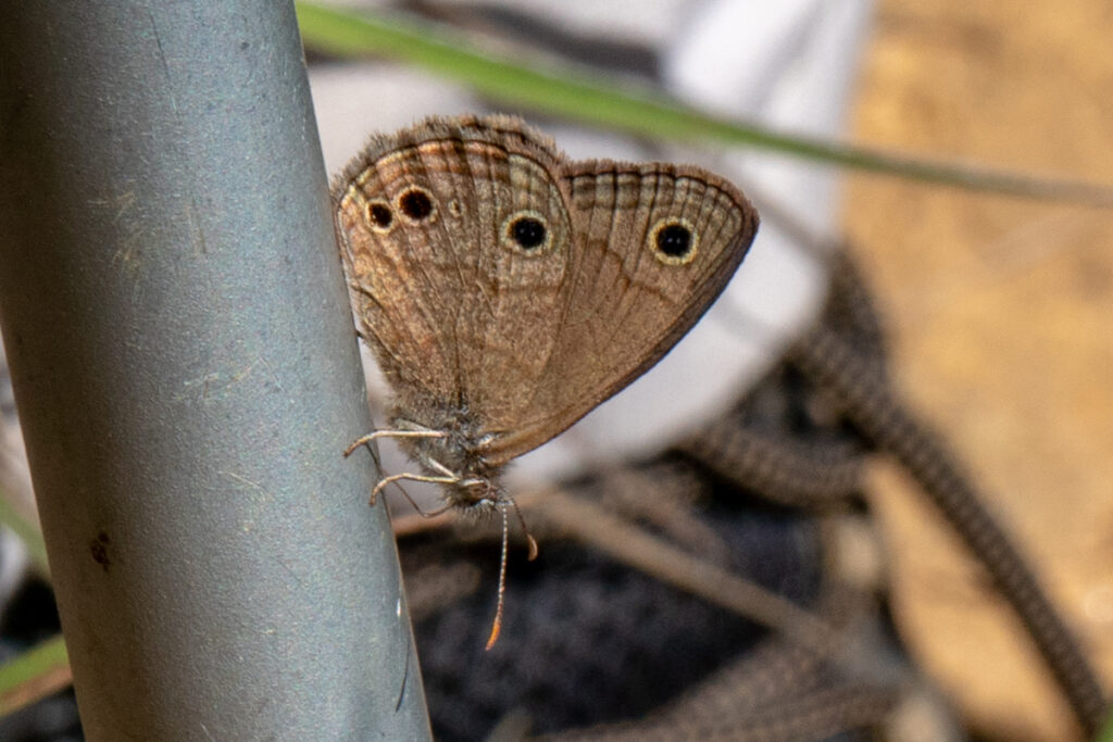 Stegosatyrus ocelloides