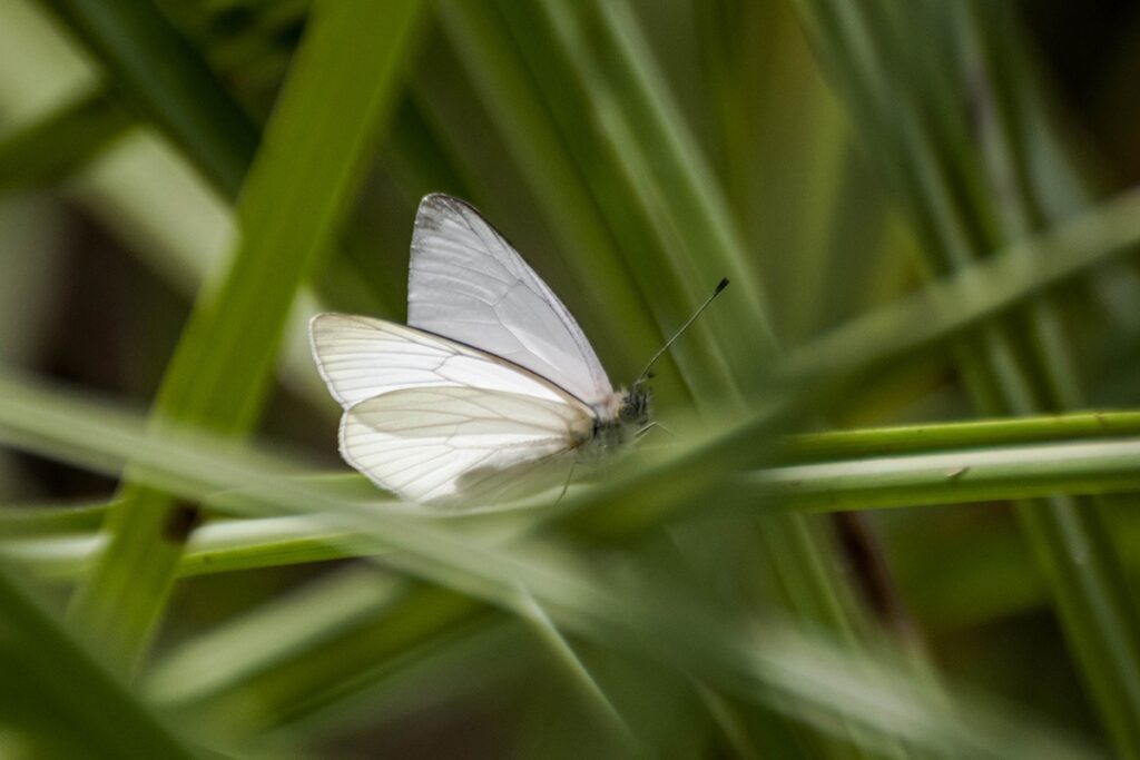 Theochila maenacte maenacte