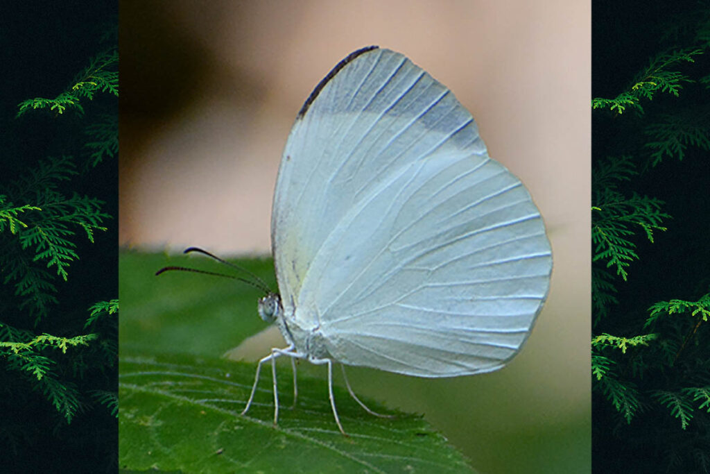 Abaeis albula sinoe