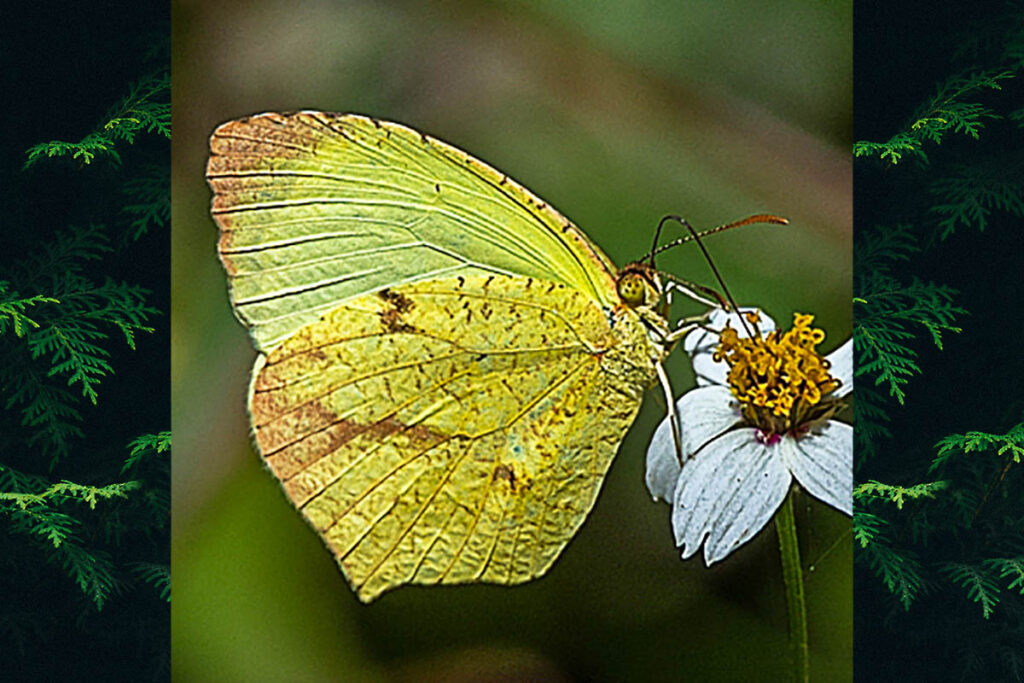 Abaeis arbela arbela