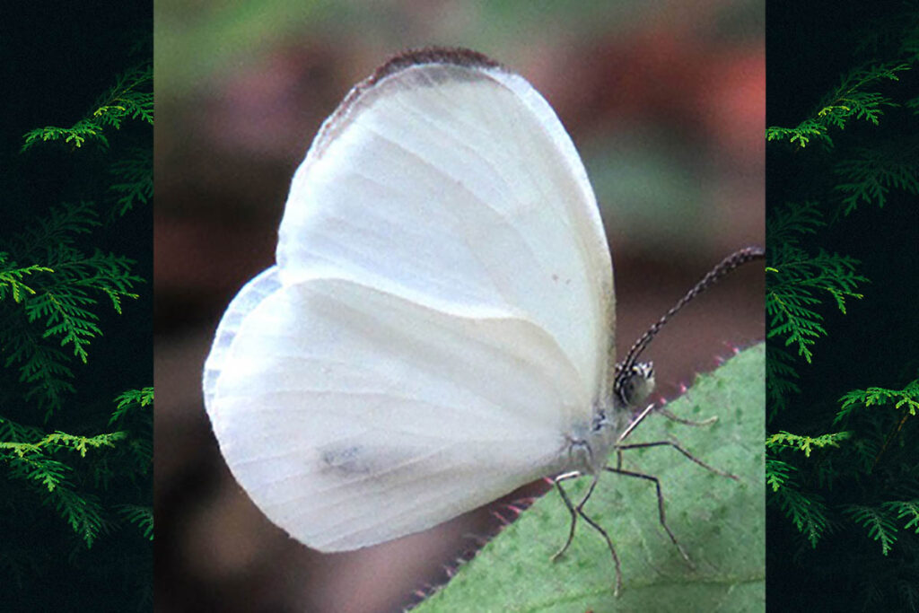 Abaeis elvina