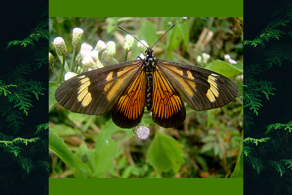 Actinote carycina