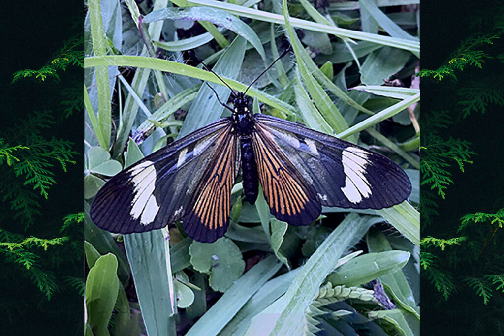 Actinote discrepans