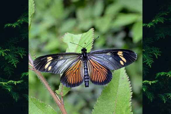 Actinote genitrix genitrix