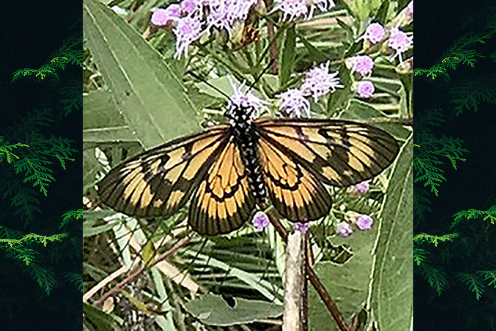 Actinote mamita mitama