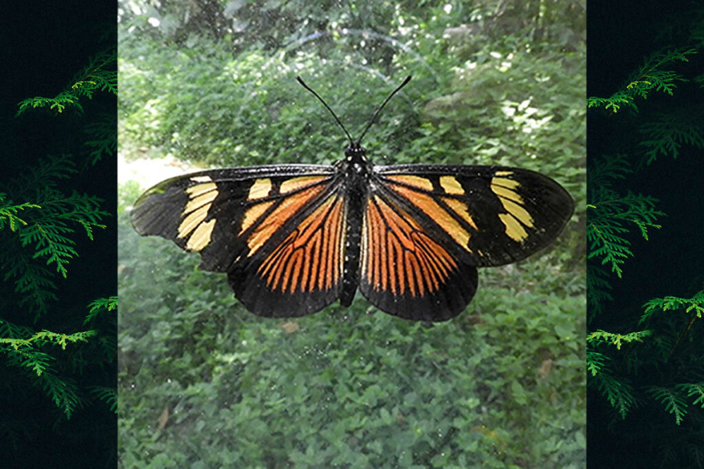 Actinote parapheles